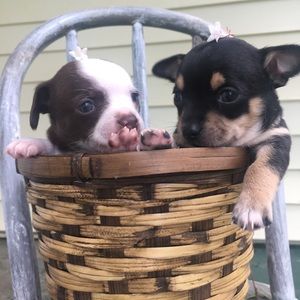 Meet your Posher, Ellie